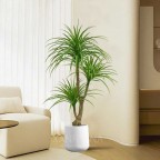 Cây huyết dụ 3 đầu _ 140cm